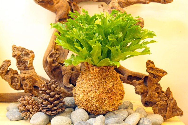 雷斯利山苏苔球 - 植栽/盆栽 - 植物．花 绿色