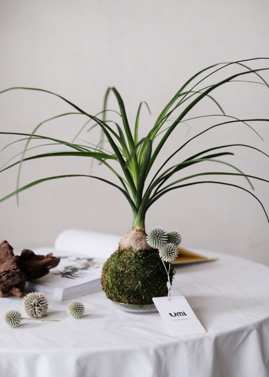 酒瓶兰手作青苔球 - 植栽/盆栽 - 植物．花 