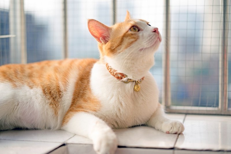 宠物定制黄铜铃铛吊牌编织项圈 - 项圈/牵绳 - 其他金属 