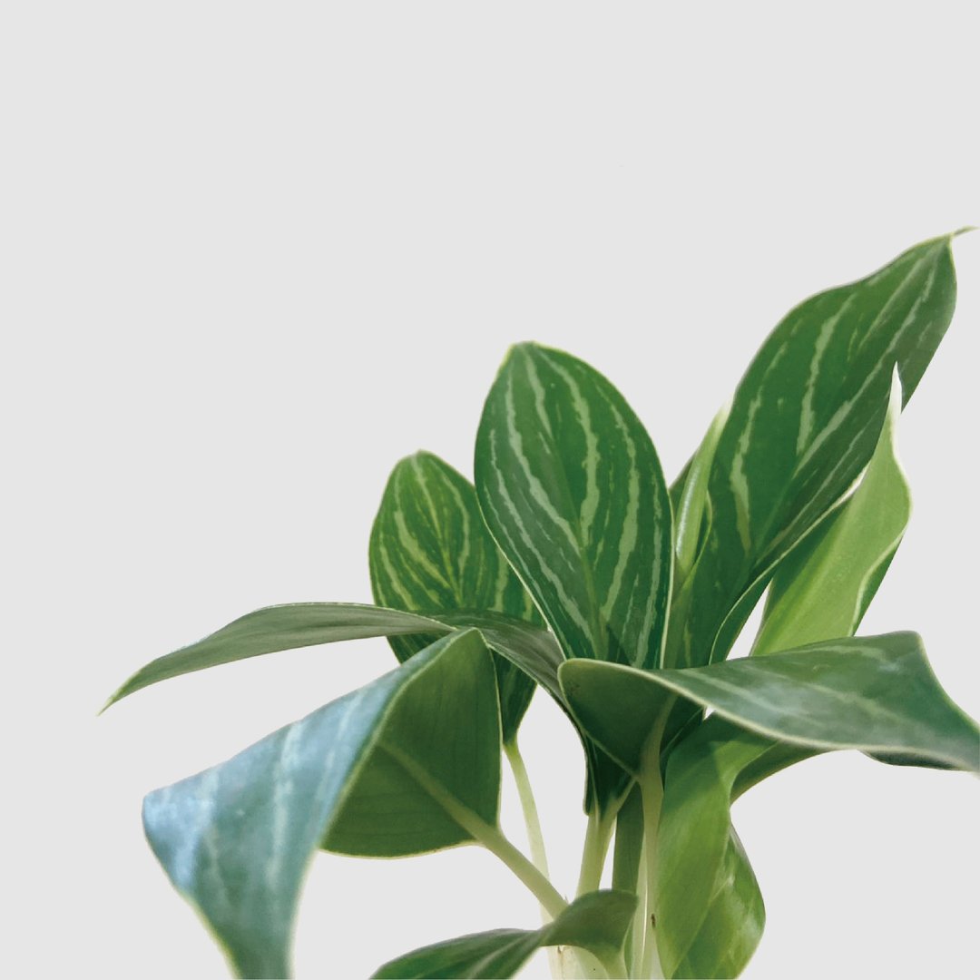 │ 方盆系列 │ 白马粗肋草 - 空气净化 室内植物 水耕盆栽 无土 - 植栽/盆栽 - 植物．花 