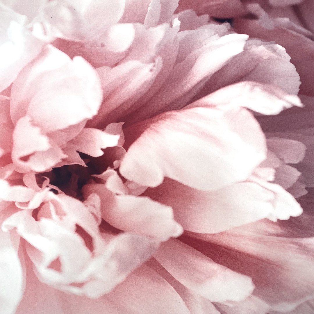 【微瑕特惠】【样画】花开富贵 • 牡丹II - 牡丹/挂画/室内摆设 - 海报/装饰画/版画 - 棉 多色