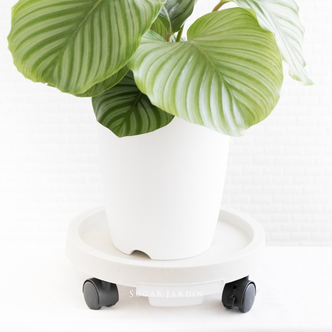 隐藏式移动水盘/盆栽必备/好用植物工具/省力水盘/可移动水盘 - 植栽/盆栽 - 塑料 