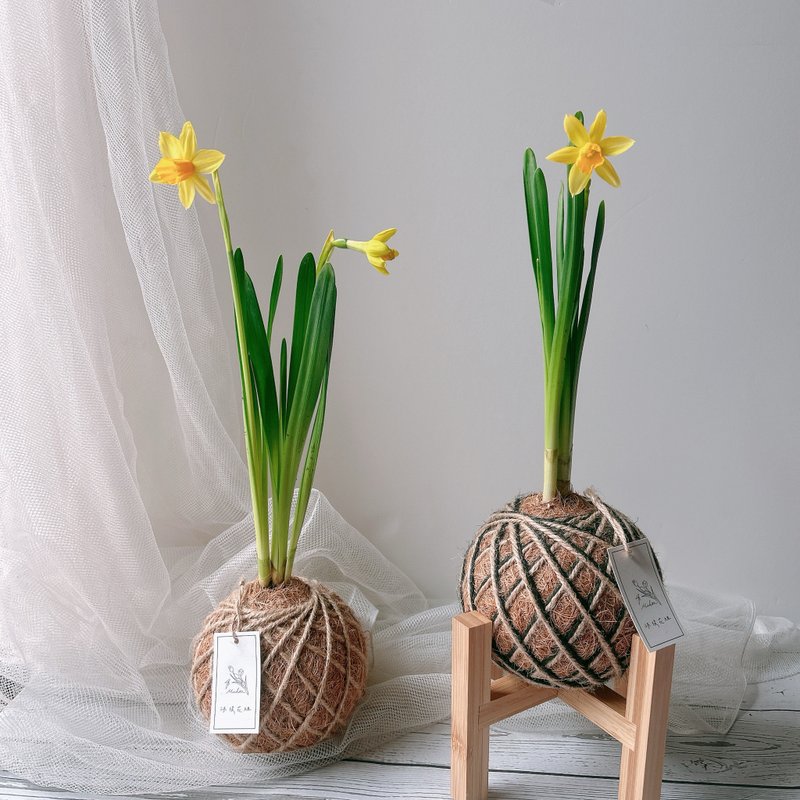 小苔球 洋水仙 黄水仙 室内植物 - 植栽/盆栽 - 植物．花 