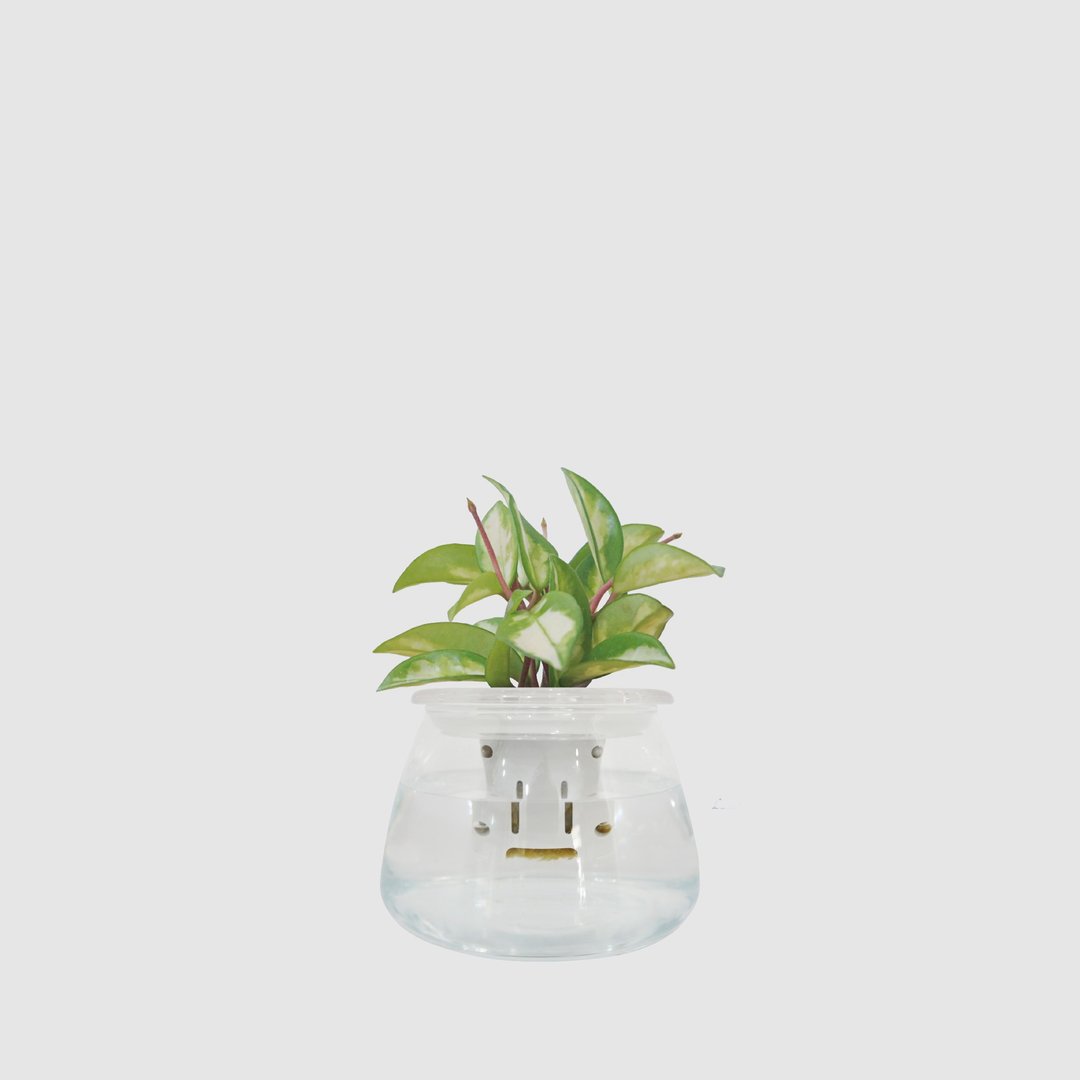 │ 玻璃系列 │ 锦红球兰 - 开花 玻璃盆器 鱼水共生 水耕盆栽 - 植栽/盆栽 - 植物．花 透明