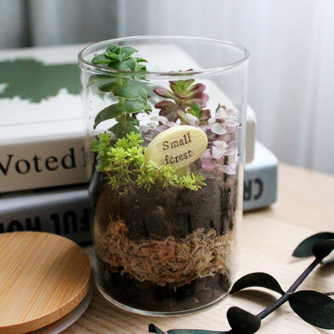 【在线DIY材料包】微景观多肉生态瓶 - 植栽 - 植物．花 