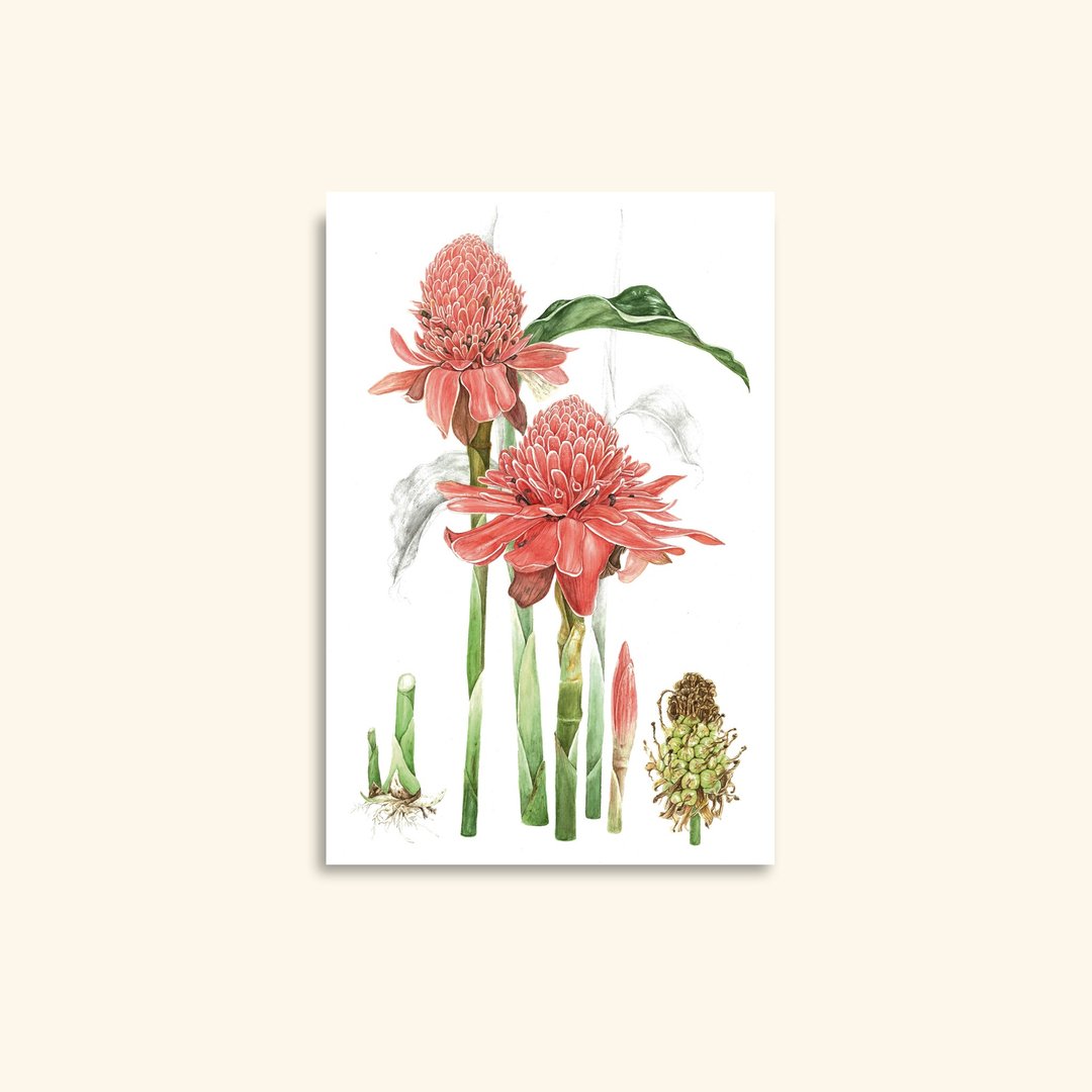 姜荷花水彩卡：热带花卉植物插画 - 卡片/明信片 - 纸 