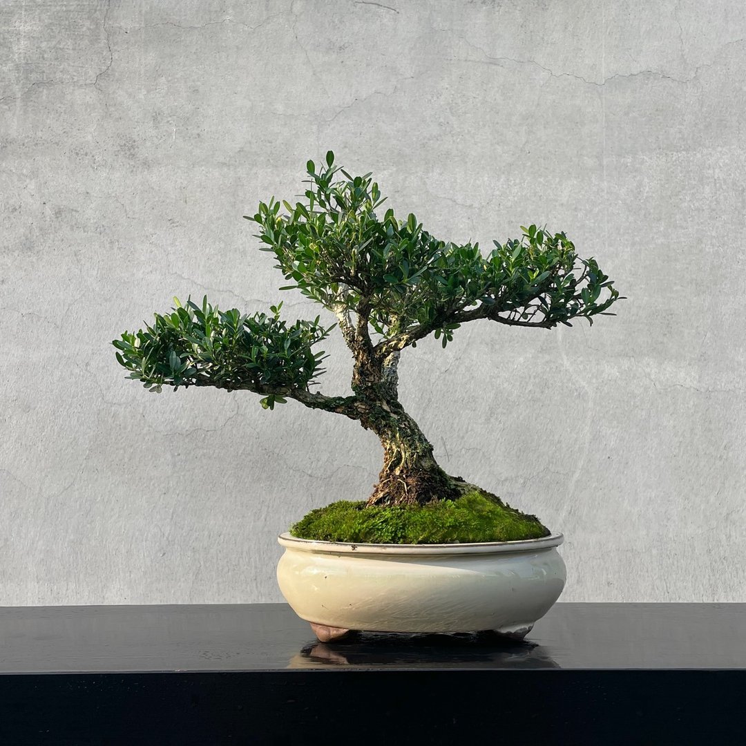 小品盆栽 - 金柳 雀舌黄杨 盆景 送礼 - 植栽/盆栽 - 植物．花 