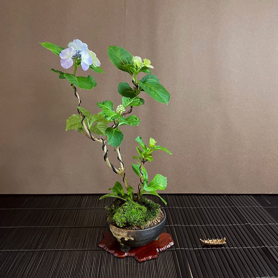 日本紫阳花∣天使华尔滋 意境盆栽 开花中 - 植栽/盆栽 - 植物．花 