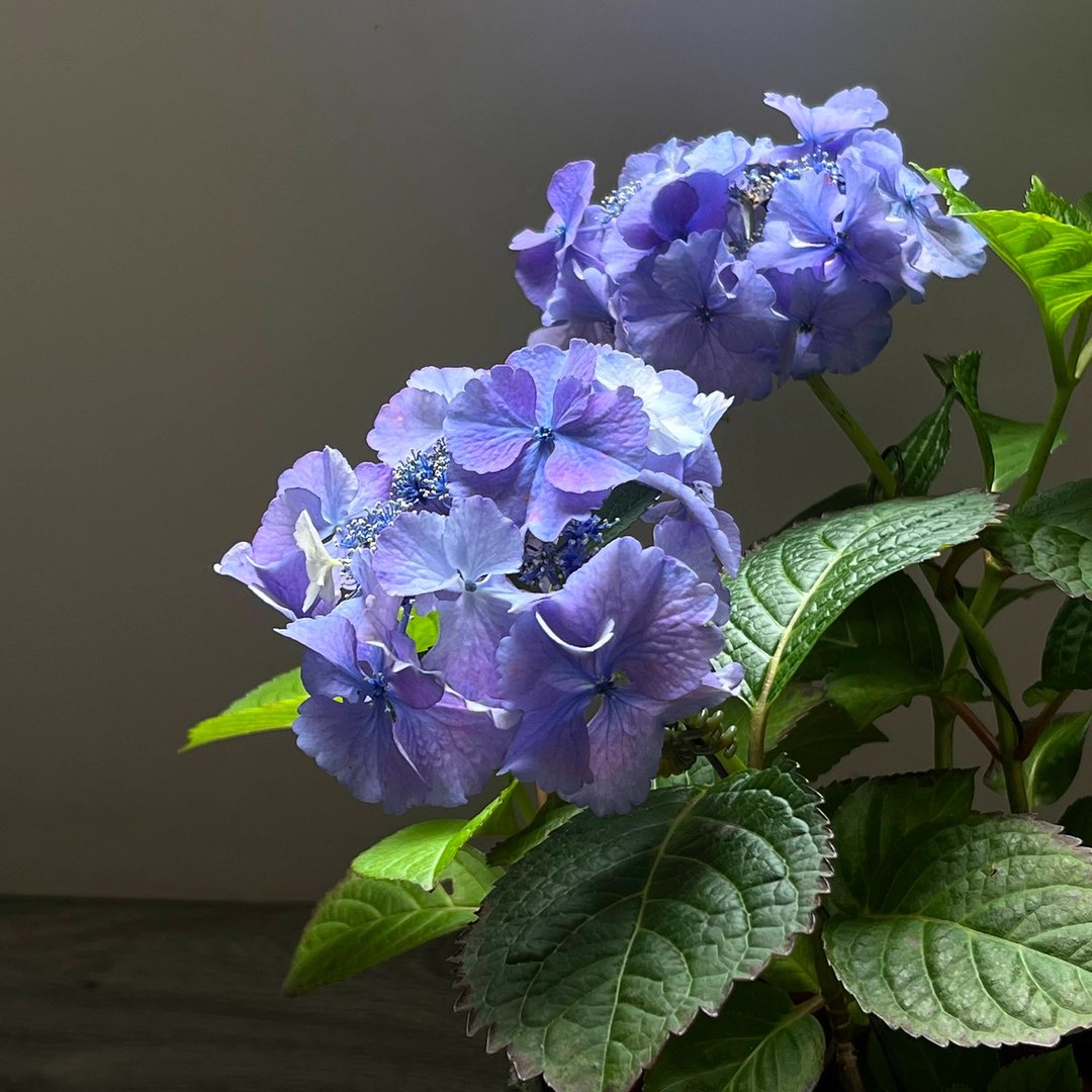 日本紫阳花∣天使华尔滋 意境盆栽 开花中 - 植栽/盆栽 - 植物．花 