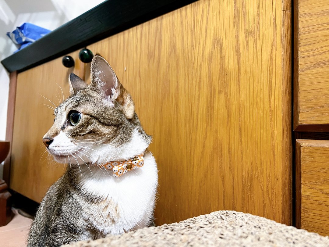 猫 小啾啾项圈 暖阳橘 小碎花 附铃铛 可加购吊牌 - 项圈/牵绳 - 棉 