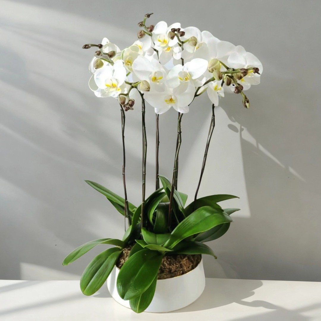 格兰花店 - 大白花蝴蝶兰6棵 GF00173 - 植栽/盆栽 - 植物．花 