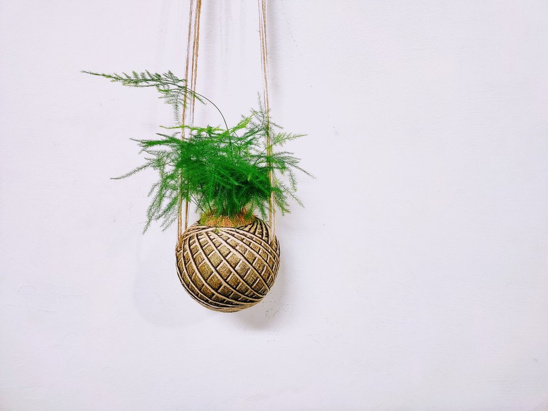 文竹苔球│板植│室内植物│窗边植物│观叶植物 - 植栽/盆栽 - 植物．花 绿色