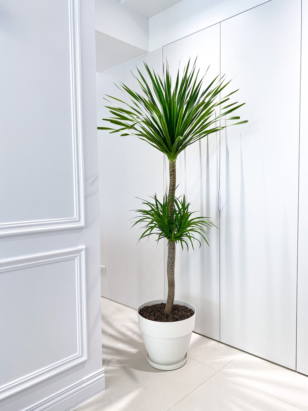 【大型植栽】龙血树-层次 |荷兰vibia坎帕纳胖圆盆 (纯白) - 植栽/盆栽 - 植物．花 