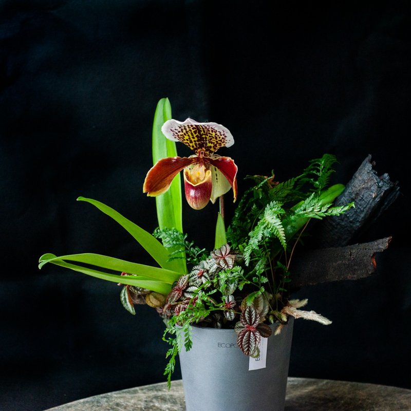 【送礼盆栽】雨林一景 | 仙履兰观叶盆栽 | 比利时进口兰花专用盆 - 植栽/盆栽 - 植物．花 多色