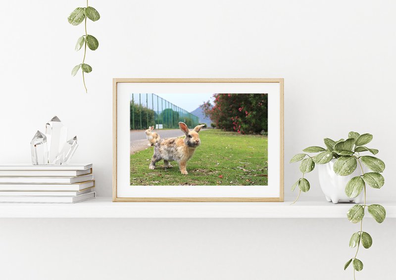 兔子摄影艺术微喷作品 - 天光 - 海报/装饰画/版画 - 纸 绿色