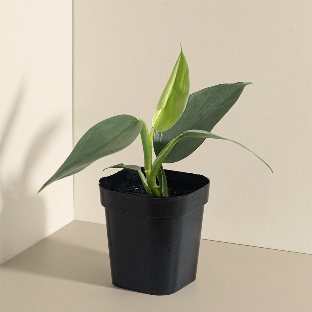 Silver Sword 银叶蔓绿绒 - 植栽/盆栽 - 植物．花 