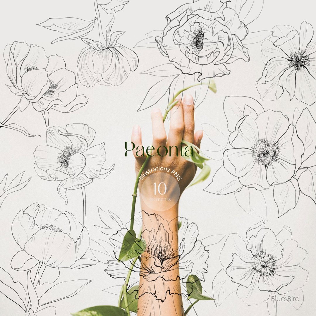 Peony clipart. Botanical digital illustrations - 电子手绘真人画像/绘画/插画 - 其他材质 