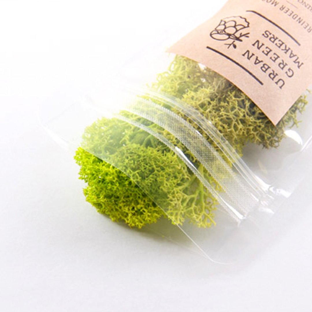 驯鹿最喜欢的植物 - Moss 驯鹿苔 / 亮绿色 - 植栽 - 植物．花 绿色