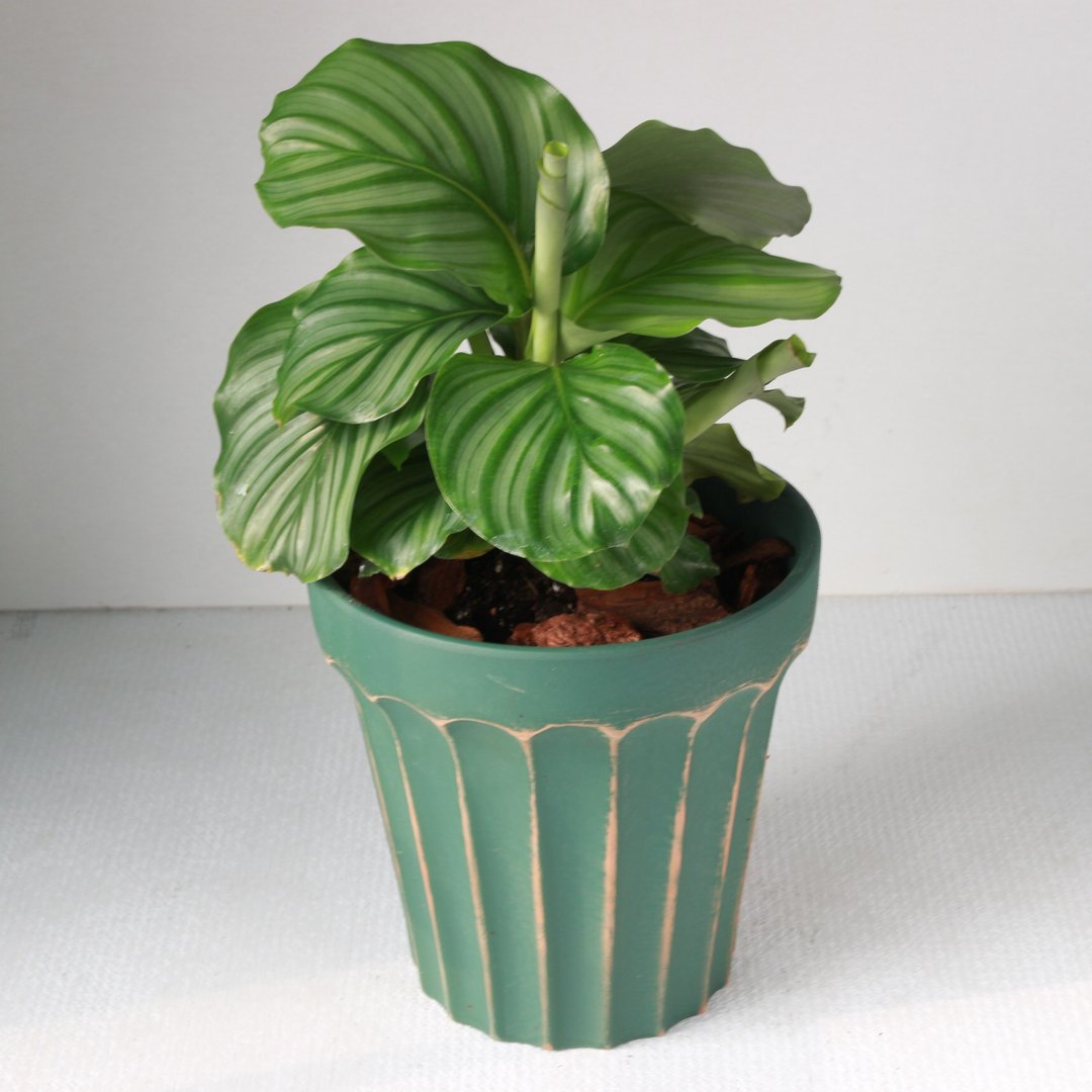 植栽 盆栽 l 青苹果竹芋(大盆) 罗马浮雕盆 室内植物 开幕盆栽 - 植栽/盆栽 - 陶 