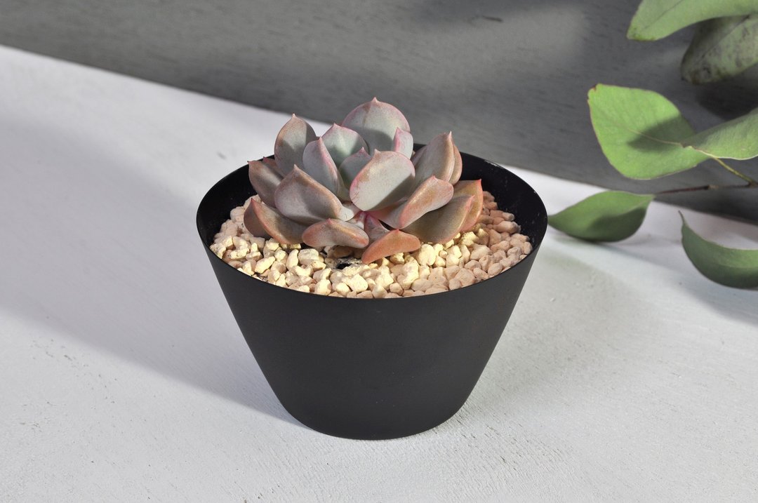 简单盆(Simpots)/斜口盆/小黑 - 植栽/盆栽 - 其他金属 黑色