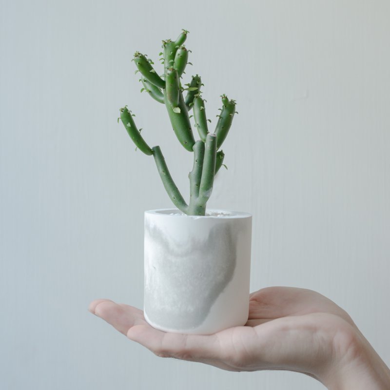 仙人掌&水泥盆器【珊瑚大戟】居家小门神 - 植栽/盆栽 - 植物．花 