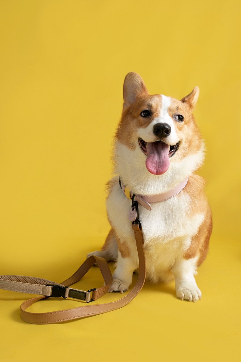 Doggu Leash Vacation Collection - NATURAL (BROWN) - 项圈/牵绳 - 真皮 咖啡色