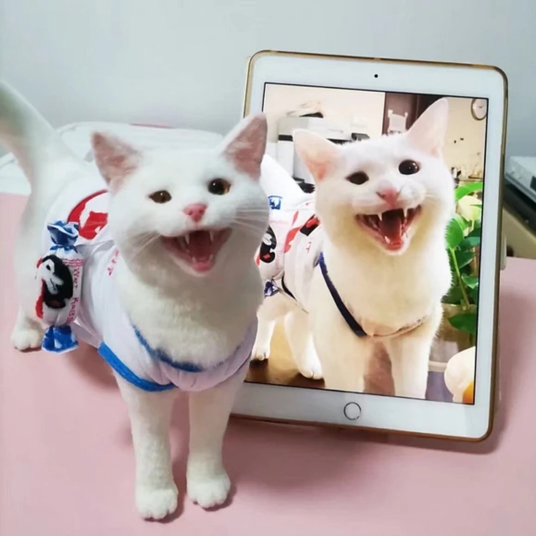 定制化礼物 逼真猫猫 羊毛毡 毛孩 宠物 娃娃 猫咪猫奴 似颜绘 a4 - 玩具 - 羊毛 多色