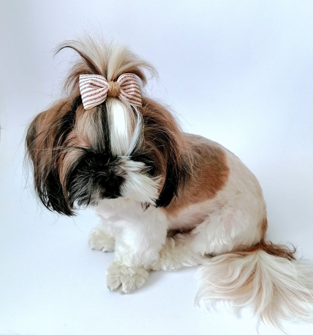 Personalized dog hair bows set with name tag for your small dogs, cats and puppy - 衣/帽 - 其他材质 多色
