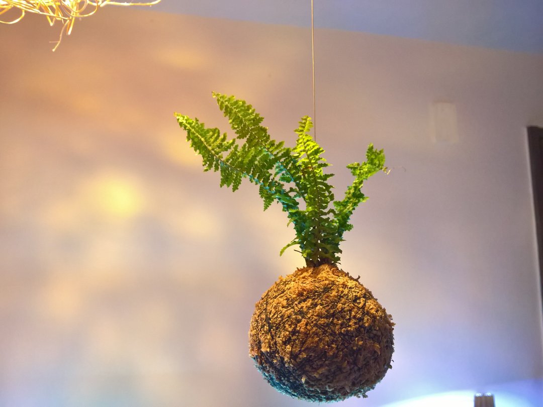 芊艹手作/ 漂岛系列苔球 - 蕾丝蕨 - 植栽/盆栽 - 植物．花 绿色
