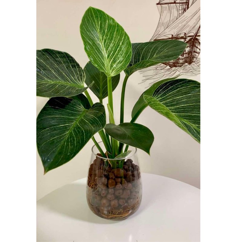 水培植栽│柏金蔓绿绒_室内植物 办公室盆栽  店内布置 - 植栽/盆栽 - 玻璃 