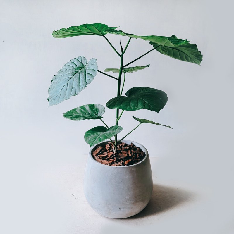 爱心榕 - 植栽/盆栽 - 植物．花 灰色