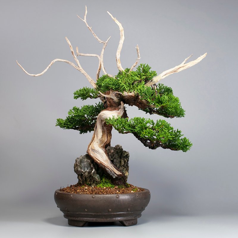 【附石盆景/日本龙眼石】系鱼川真柏 精品盆栽 送礼推荐 - 植栽/盆栽 - 植物．花 