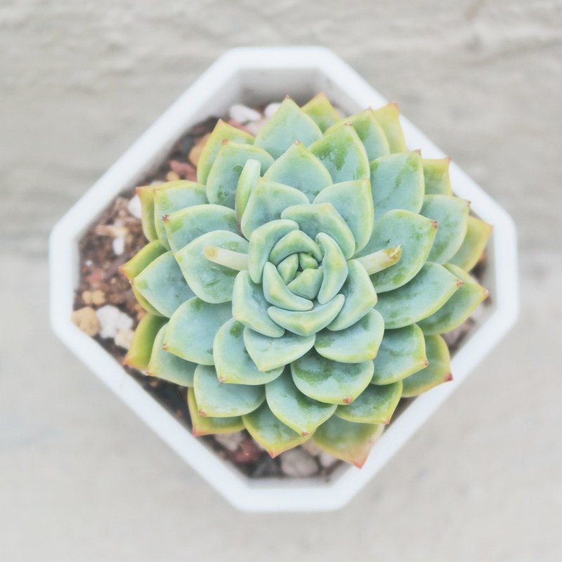 【豆豆多肉】【金丝雀】乔迁│送礼│升迁│多肉植物 - 植栽/盆栽 - 植物．花 