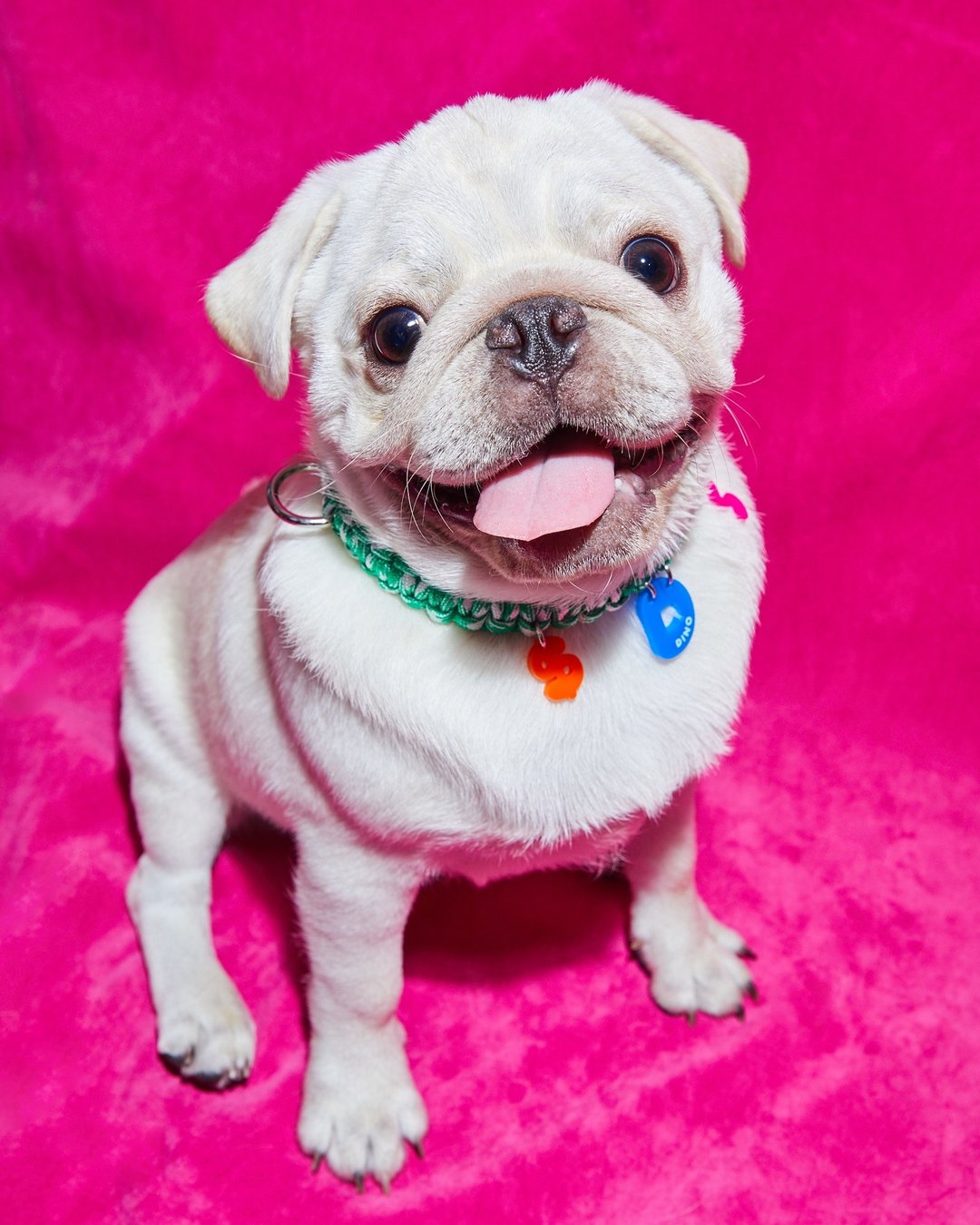 SQUIGGLES (PEPPERMINT COLOR) - TAILOR MADE COLLAR FOR DOGS / CATS - 项圈/牵绳 - 聚酯纤维 多色