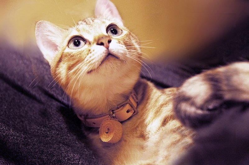 猫咪皮革项圈 (安全扣)-可调尺寸【定制刻字】单入 - 项圈/牵绳 - 真皮 