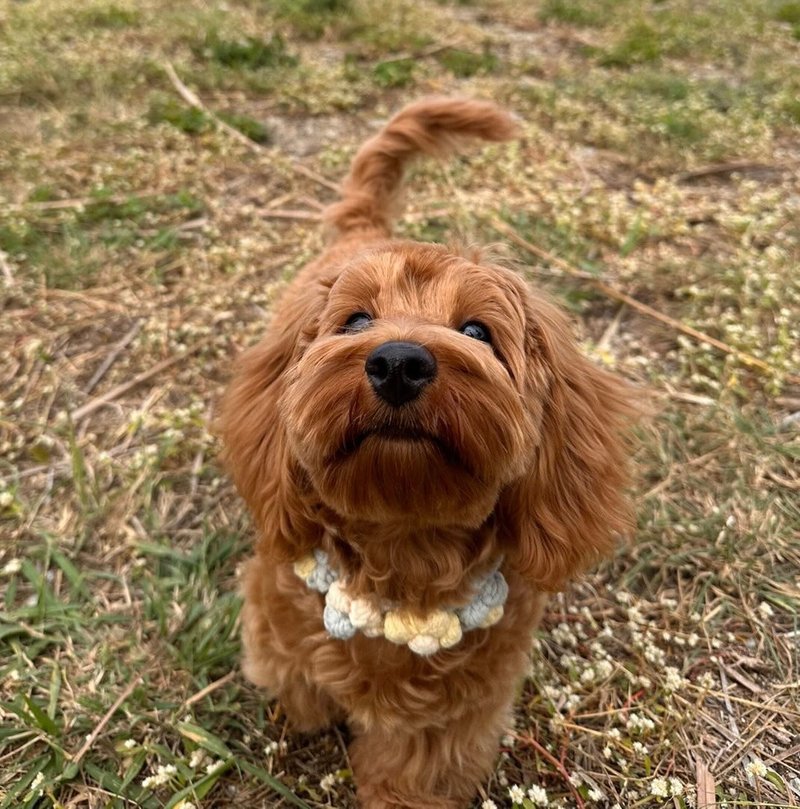 泡芙花宠物项圈 - 项圈/牵绳 - 聚酯纤维 