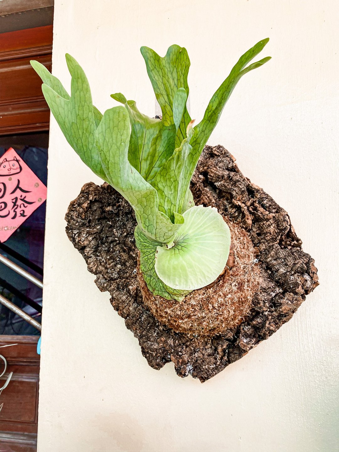 【上板鹿角蕨】 女王鹿角蕨/ 天然树皮板 - 植栽/盆栽 - 植物．花 绿色
