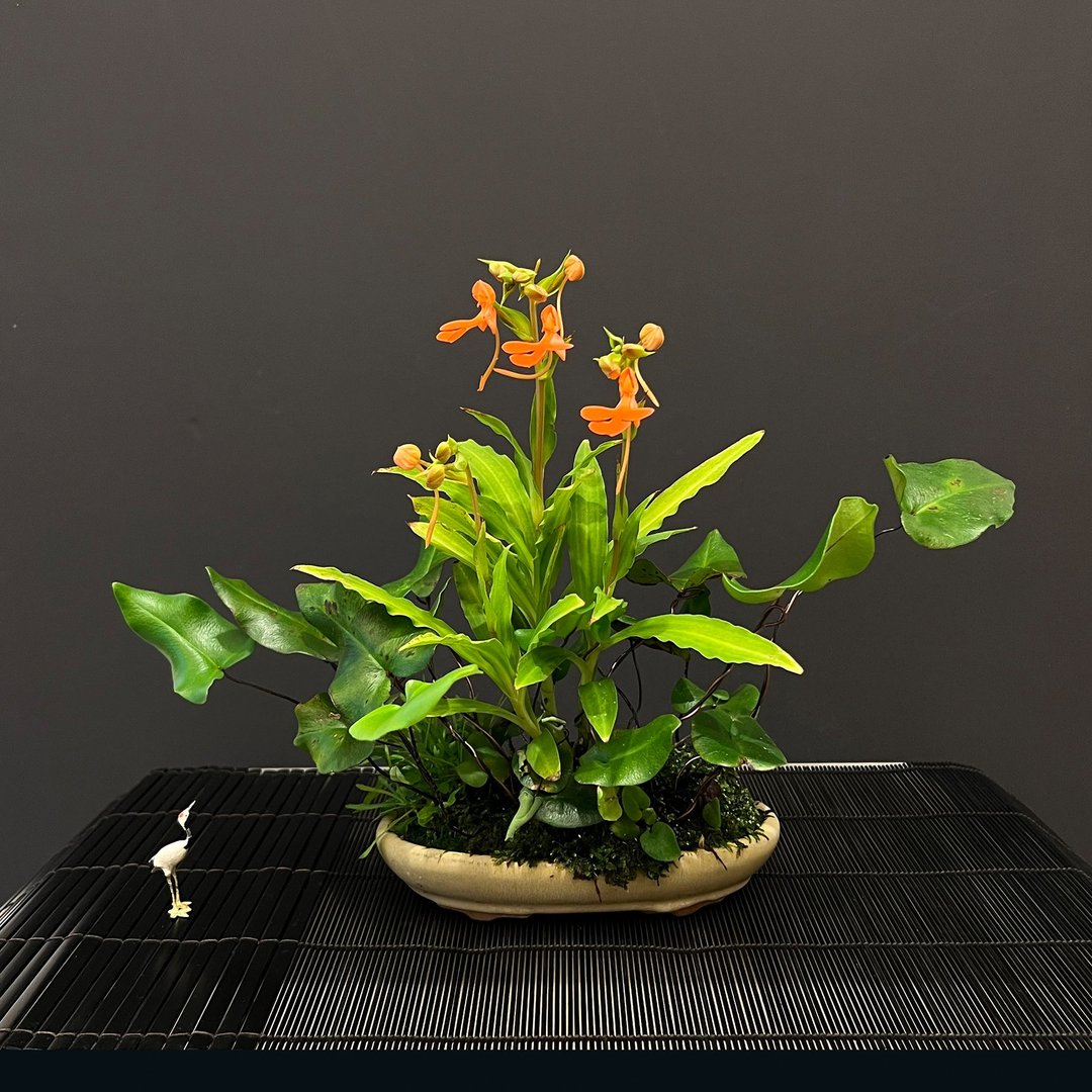 稀有彩瓣鹭草∣合植山野草 掌上花庭 - 植栽/盆栽 - 陶 