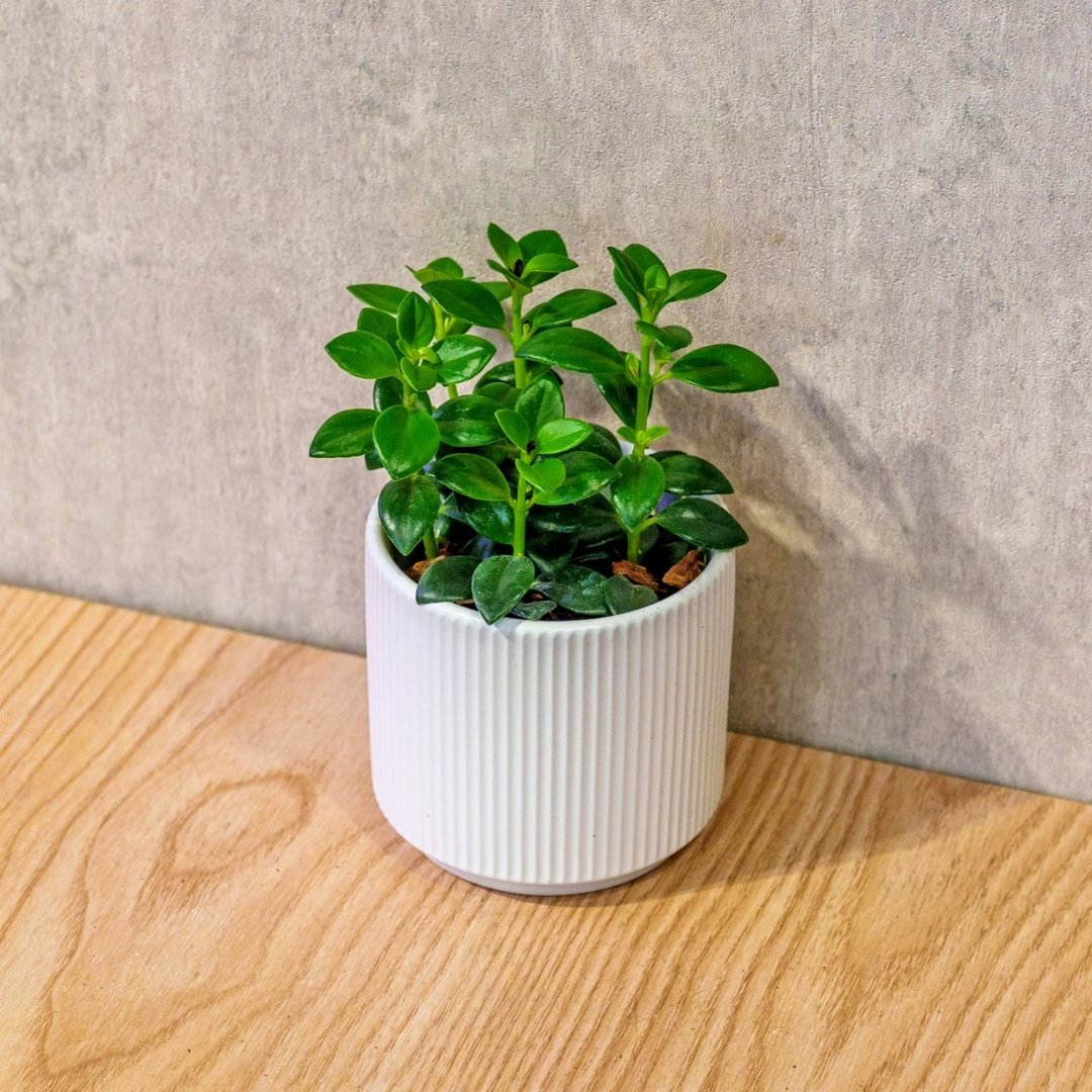金鱼花 莫兰迪色系直纹陶盆 室内植物 观叶植物 礼物 盆栽 - 植栽/盆栽 - 植物．花 白色