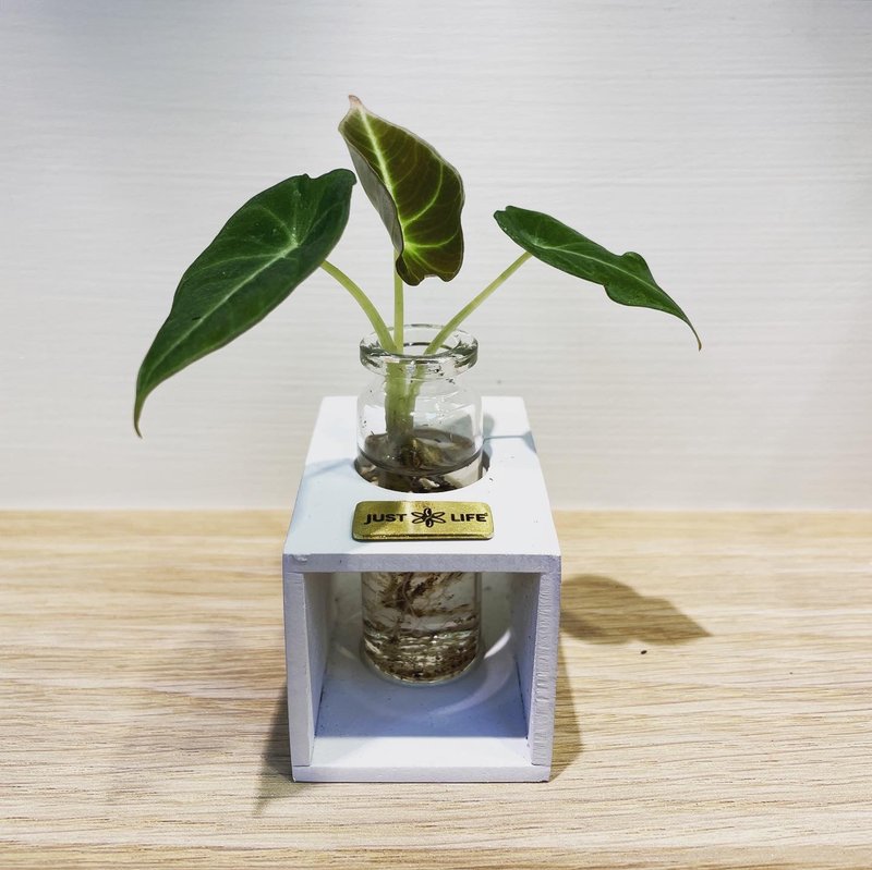 SDGs、ESG水耕植栽 l 超迷你水耕瓶单瓶插S l 黑丝绒观音莲 - 植栽/盆栽 - 植物．花 绿色