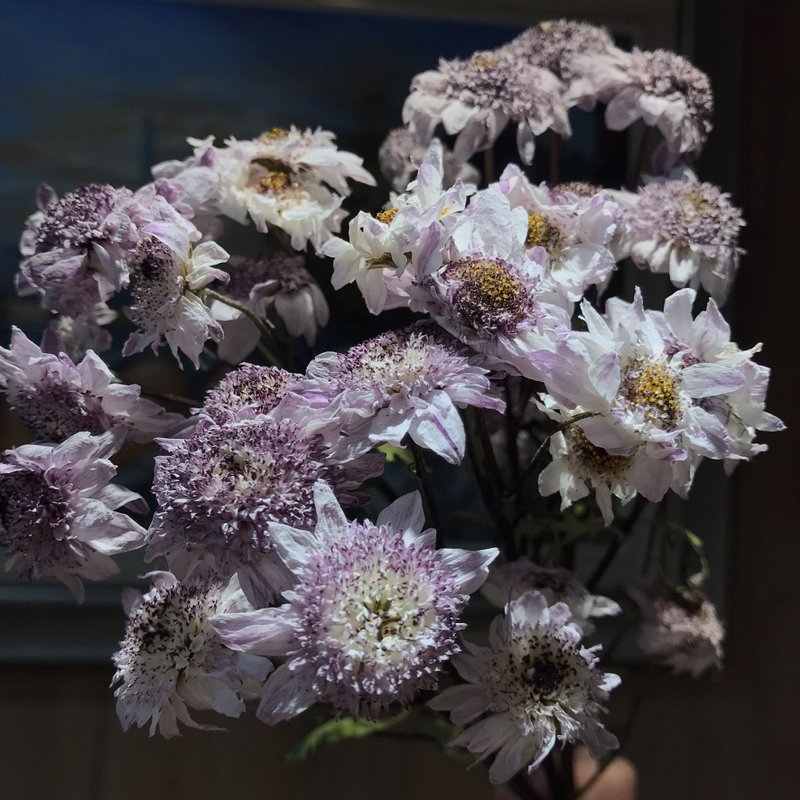 紫白小菊│自制干燥花新鲜花材干燥 - 干燥花/捧花 - 植物．花 紫色