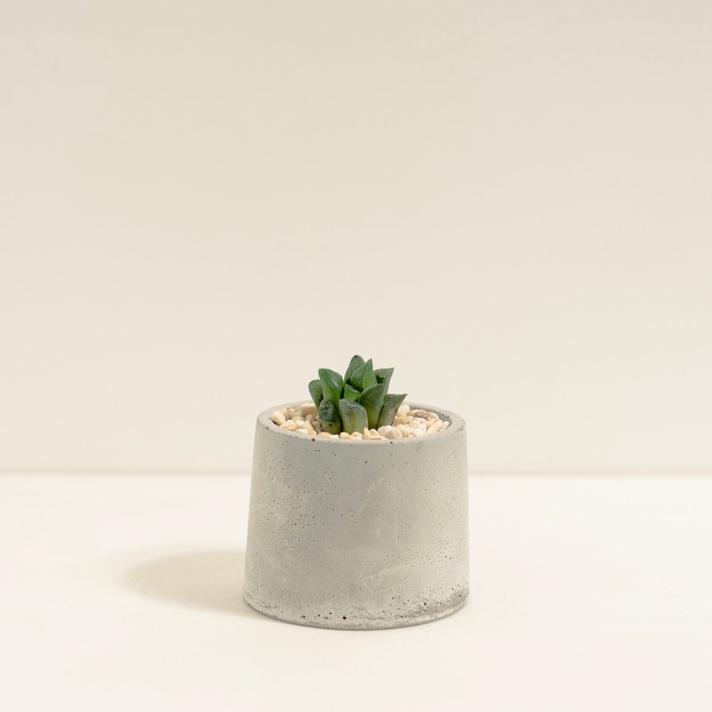 姬寿 │泥作系列│福所栽 - 植栽/盆栽 - 水泥 绿色