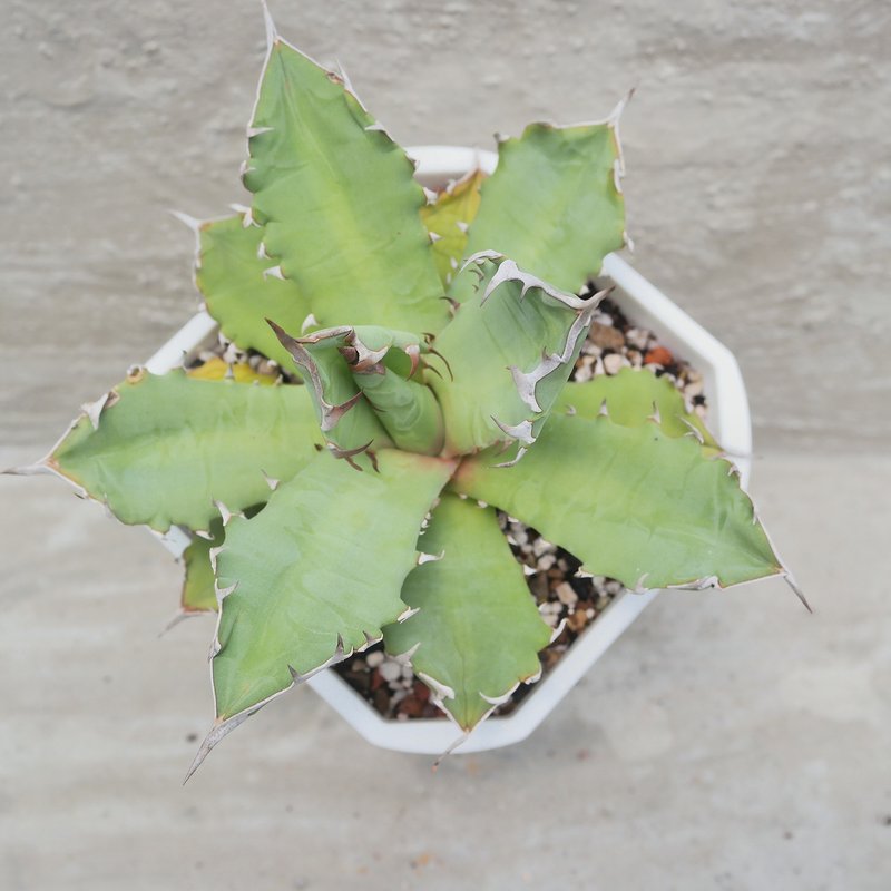 【豆豆多肉】【姬严龙】乔迁│送礼│升迁│多肉植物 - 植栽/盆栽 - 植物．花 