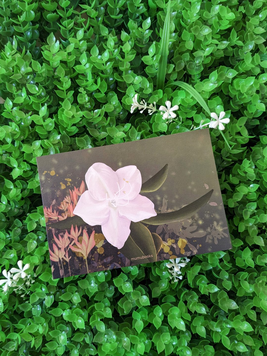 明信片 – 花卉系列 – 香港杜鹃 - 卡片/明信片 - 纸 多色