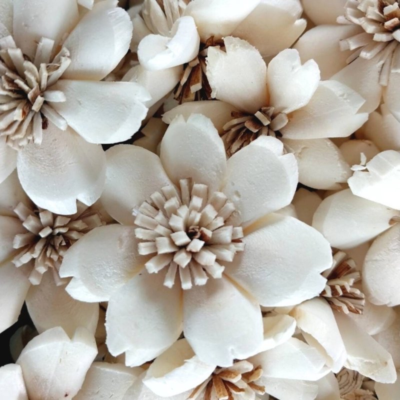 由田菁树制成的蝴蝶花，尺寸5厘米，50朵花。 - 植栽 - 植物．花 