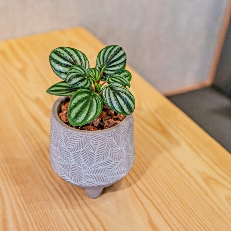 银河椒草盆栽 小树叶纹 水泥盆栽 桌上盆栽 开幕送礼 乔迁礼物 - 植栽/盆栽 - 植物．花 