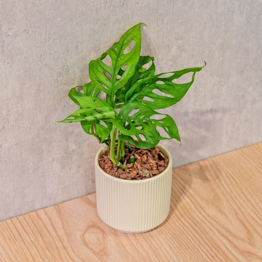 窗孔龟背芋 莫兰迪色系直纹陶盆 室内植物 观叶植物 礼物 盆栽 - 植栽/盆栽 - 植物．花 黄色