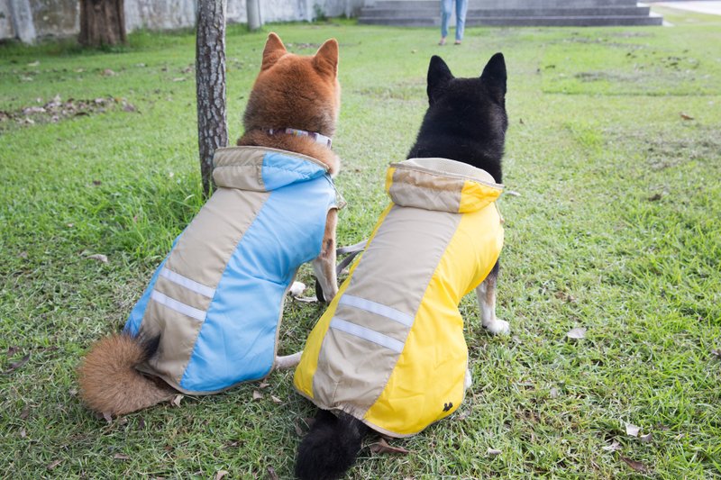 柴犬大学 MIT优质狗狗雨衣 穿脱方便  中小型犬体型专用 柴犬雨衣 - 衣/帽 - 尼龙 黄色
