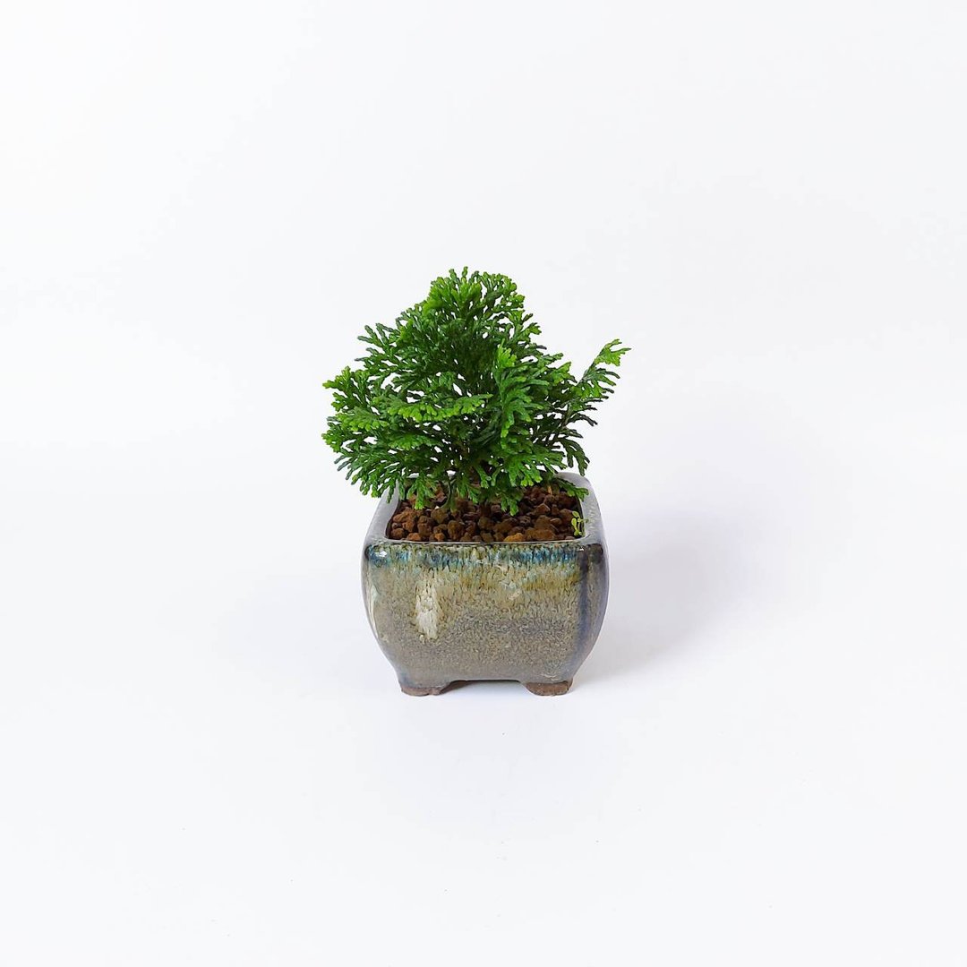 豆盆栽【日本津山桧・津山八ッ房桧】 - 植栽/盆栽 - 植物．花 