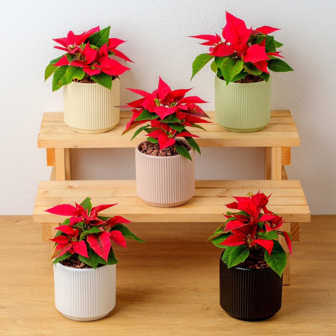 圣诞红植物  莫兰迪色系直纹陶盆  室内植物 观叶植物 礼物 盆栽 - 植栽/盆栽 - 瓷 粉红色